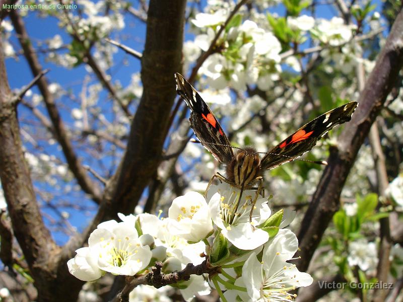 DSC03835.JPG - Mariposa en flor de Ciruelo