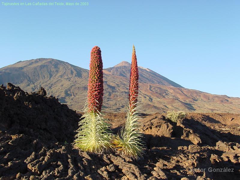 dsc44041.jpg - Tajinastes en Las Cañadas del Teide, Mayo de 2003