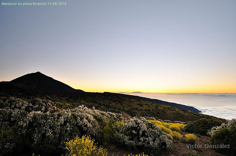 AtardecerIzaña11062016.jpg - Atardecer en plena floración 11-06-2016