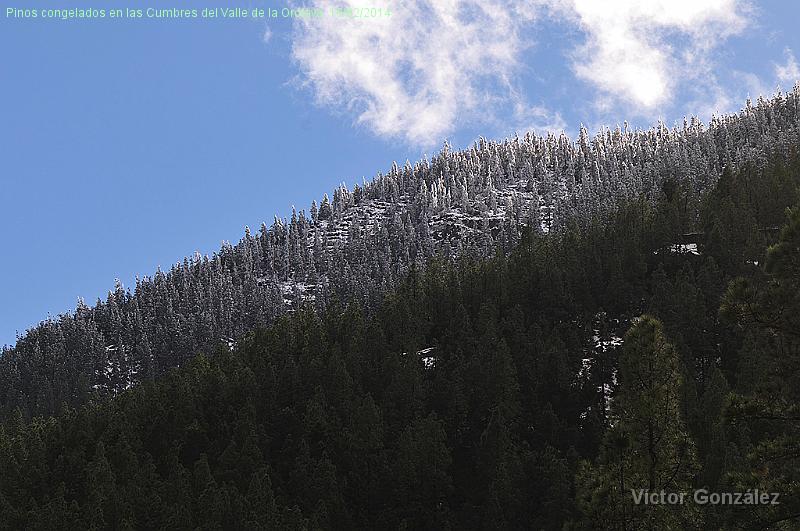 PinosCongelados16022014.jpg - Pinos congelados en las Cumbres del Valle de la Orotava. 16/02/2014