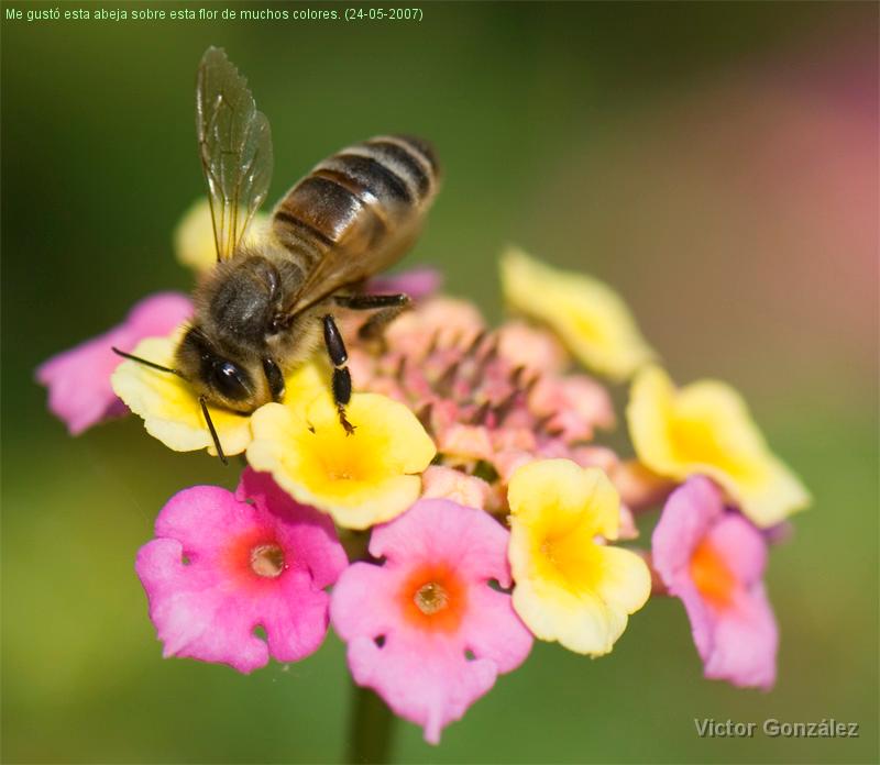 AbejaMulticolor.jpg - Me gustó esta abeja sobre esta flor de muchos colores. (24-05-2007)