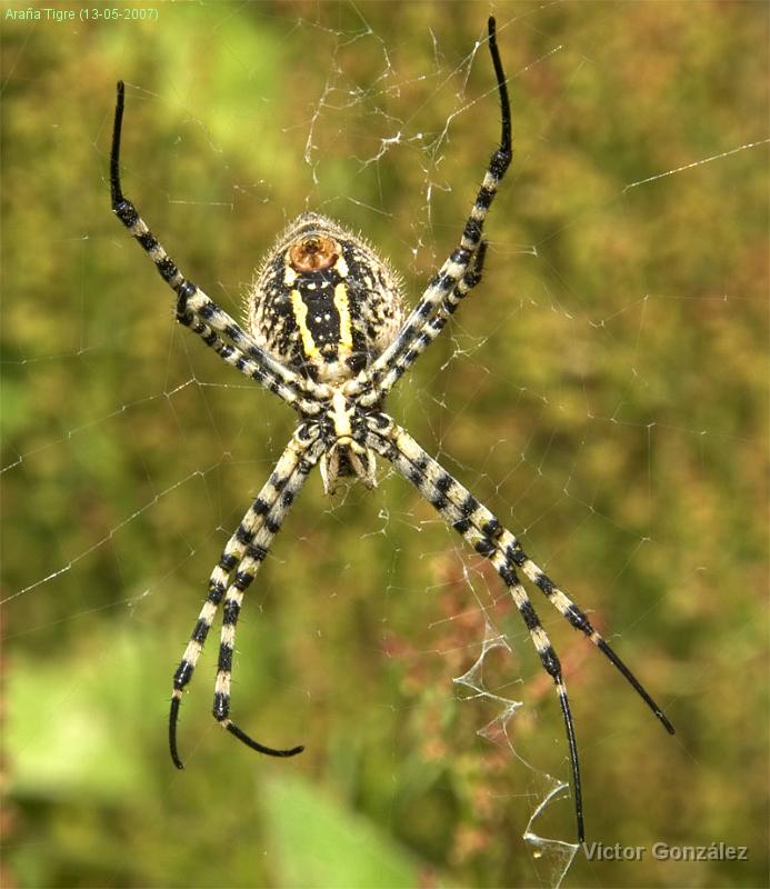 AranaTigre.jpg - Araña Tigre (13-05-2007)