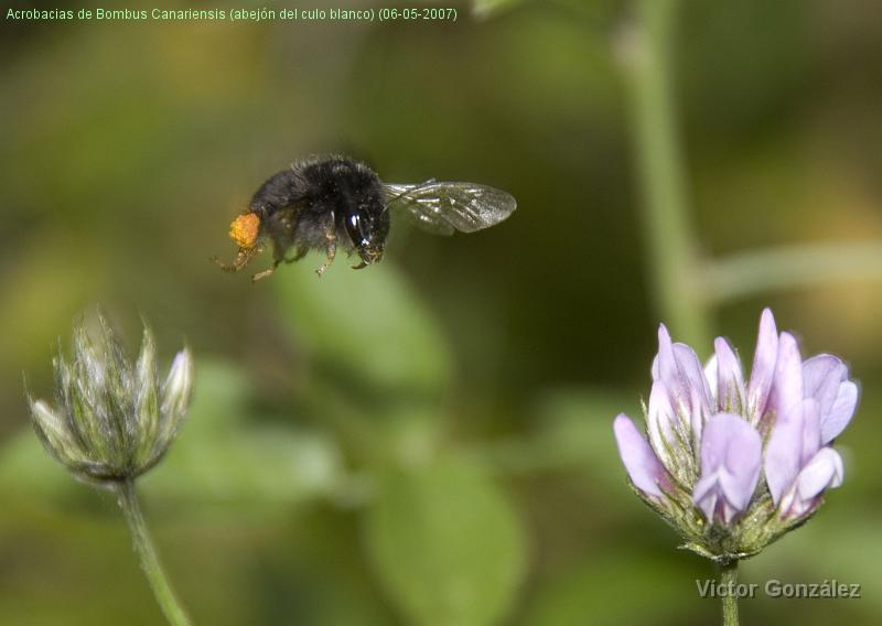 BombusCanariensis.jpg - Acrobacias de Bombus Canariensis (abejón del culo blanco) (06-05-2007)