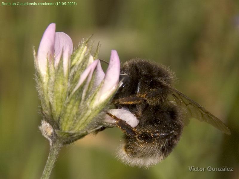 BombusCanariensis2.jpg - Bombus Canariensis comiendo (13-05-2007)