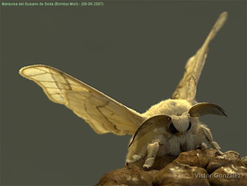 BombyxMori.jpg - Mariposa del Gusano de Seda (Bombyx Mori) - (08-06-2007)