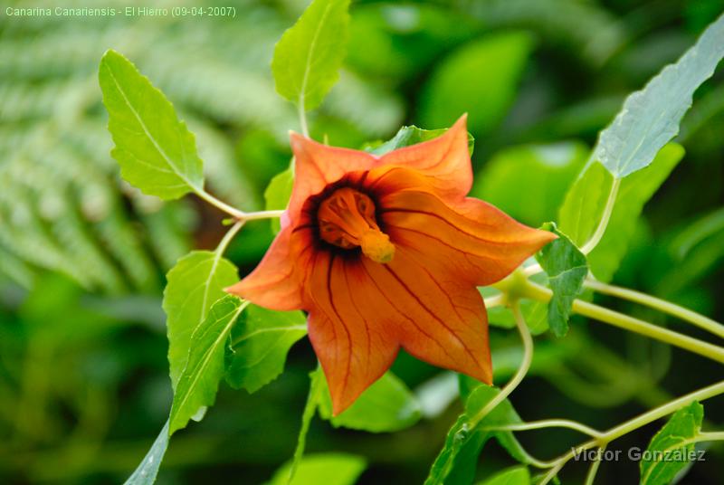 CanarinaCanariensis.jpg - Canarina Canariensis - El Hierro (09-04-2007)