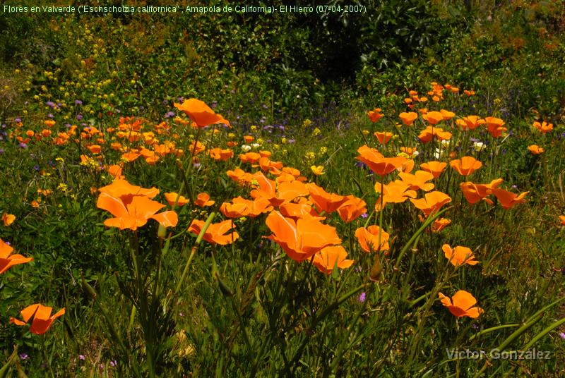 FloresElHierro.jpg - Flores en Valverde ("Eschscholzia californica" , Amapola de California)- El Hierro (07-04-2007)