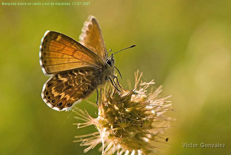 MariposaCardo.jpg - Mariposa sobre un cardo y sol de espaldas. 12-07-2007