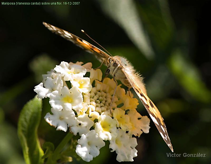 Mariposapelos16122007.jpg - Mariposa (Vanessa cardui) sobre una flor. 16-12-2007