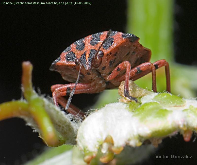chinche.jpg - Chinche (Graphosoma italicum) sobre hoja de parra. (16-06-2007)