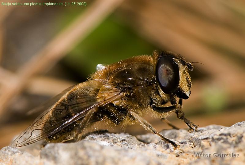 Abeja11052008.jpg - Abeja sobre una piedra limpiándose. (11-05-2008)