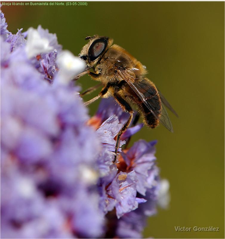 AbejaBuenavista.jpg - Abeja libando en Buenavista del Norte. (03-05-2008)