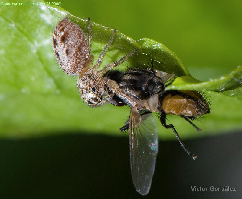 ArañaMosca.jpg - Araña con una mosca. (09-05-2008)