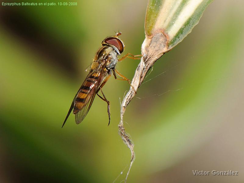 Desconocido10082008Patio.jpg - Episyrphus Balteatus en el patio. 10-08-2008