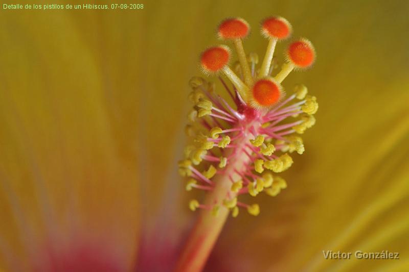 DetalleHibiscus07082008.jpg - Detalle de los pistilos de un Hibiscus. 07-08-2008