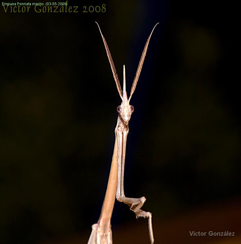 InFraganti.jpg - Empusa Pennata macho. (03-05-2008)