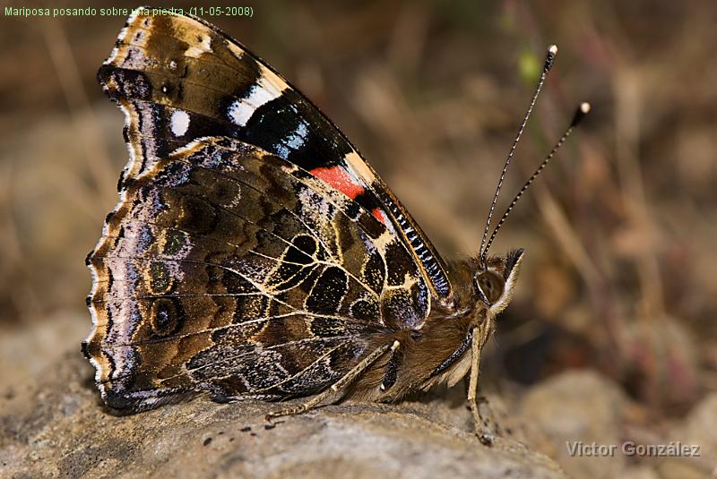 Mariposa11052008.jpg - Mariposa posando sobre una piedra. (11-05-2008)