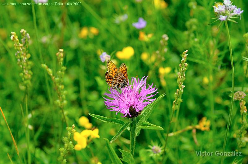MariposaPradera2008.jpg - Una mariposa sobre un cardo. Tella Julio 2008