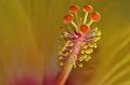 DetalleHibiscus07082008