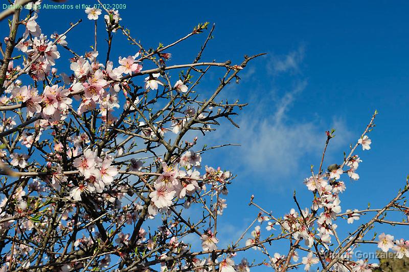 Almendros07022009.jpg - Detalle de los Almendros el flor. 07-02-2009