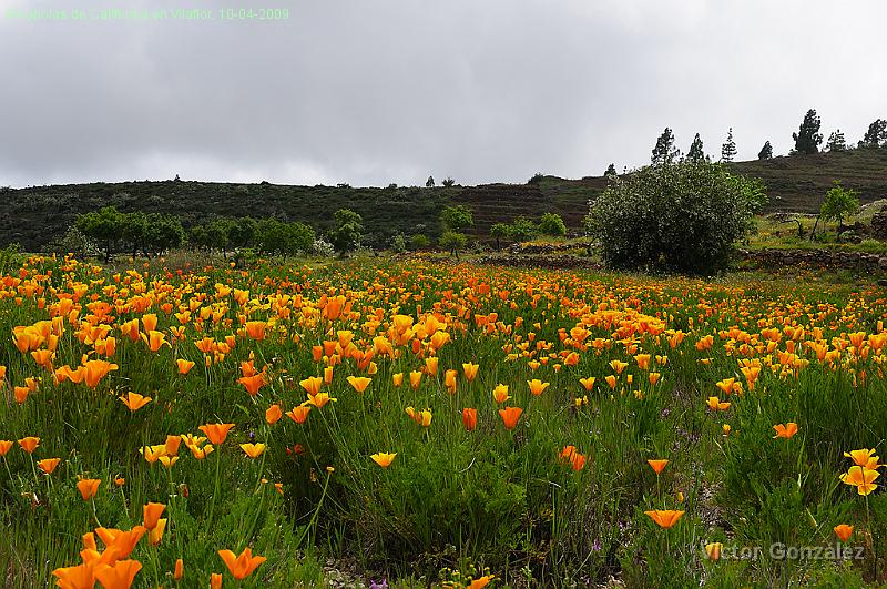 AmapolasVilaflor10092009.jpg - Amapolas de California en Vilaflor. 10-04-2009
