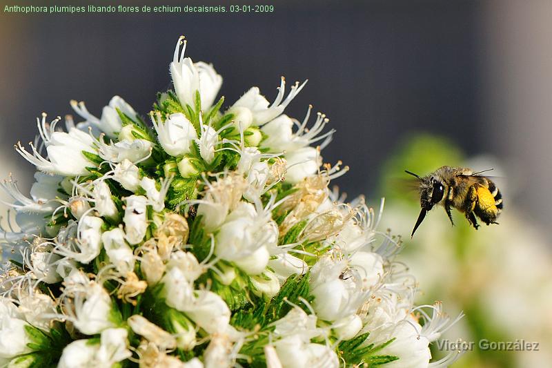 Anthophoraplumipes03012009.jpg - Anthophora plumipes libando flores de echium decaisneis. 03-01-2009