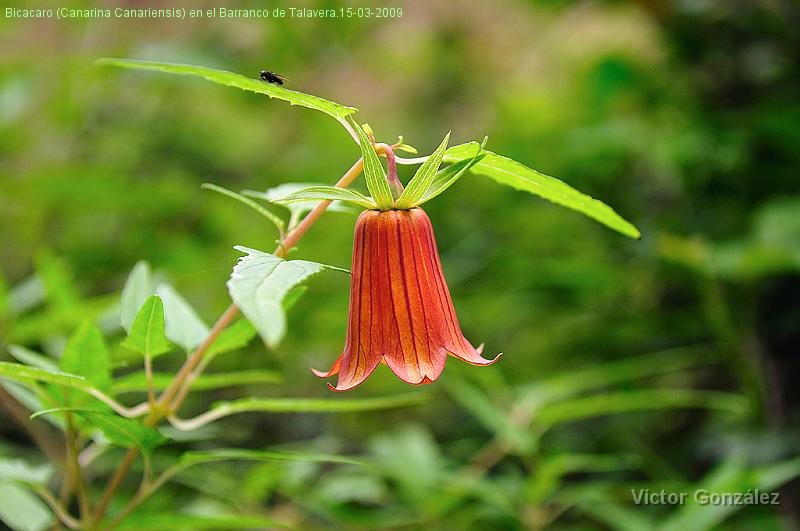 Bicacaro15032009.jpg - Bicacaro (Canarina Canariensis) en el Barranco de Talavera.15-03-2009