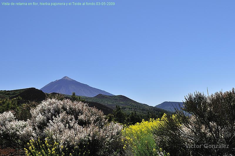 RetamaTeide03052009.jpg - Vista de retama en flor, hierba pajonera y el Teide al fondo.03-05-2009