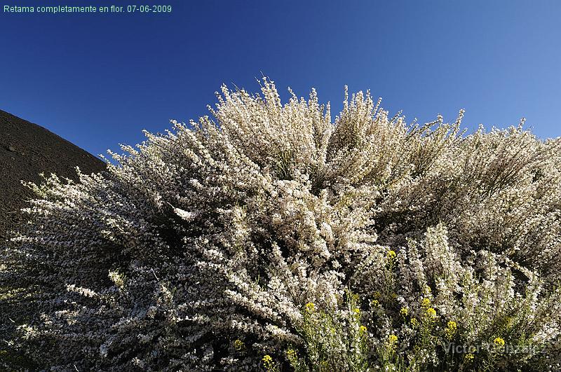 Retamaenflor07062009.jpg - Retama completamente en flor. 07-06-2009