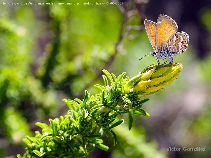 cyclyriuswebianus01052009.jpg - Hembra Cyclyrius Webbianus, endemismo canario, poniendo un huevo. 01-05-2009