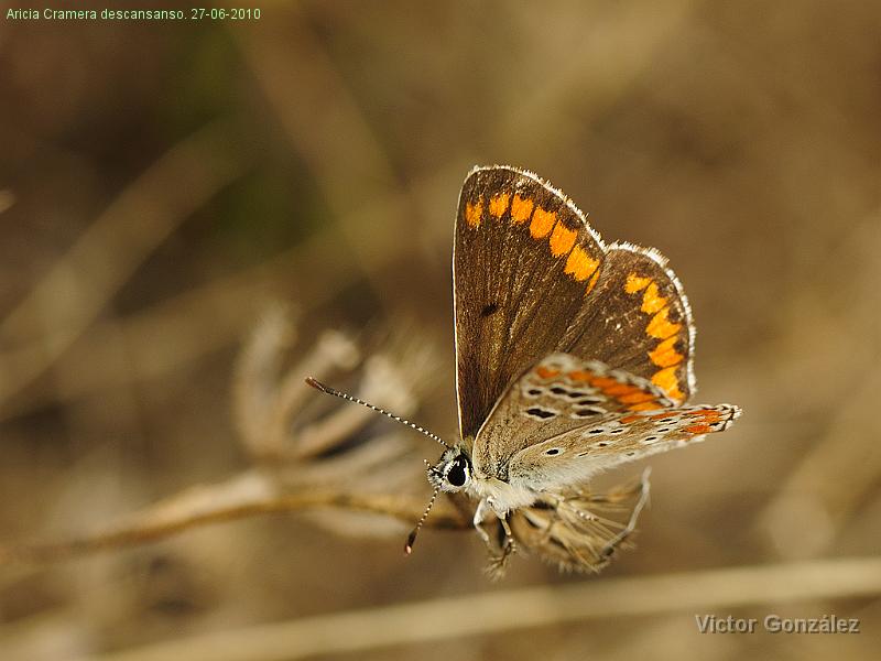 AriciaCramera27062010.jpg - Aricia Cramera descansanso. 27-06-2010