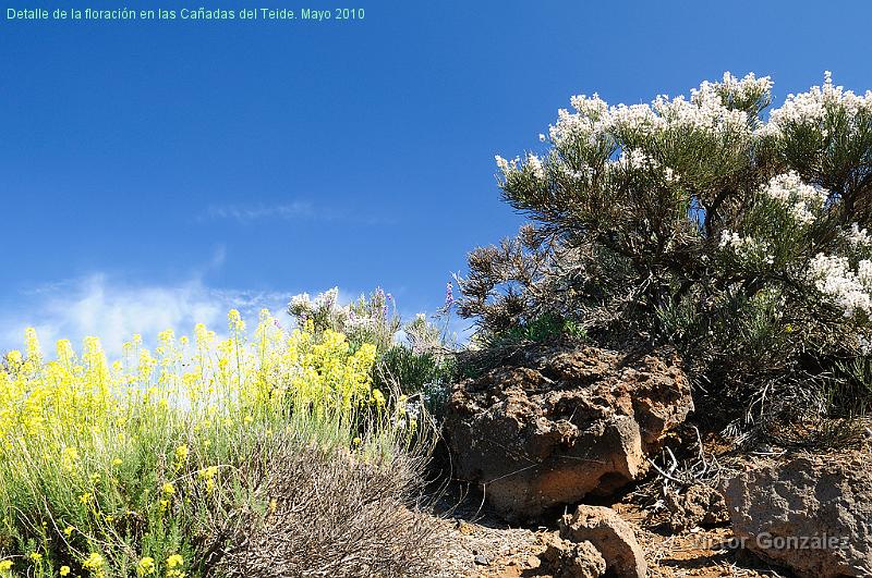 RetamaPajonera2010.jpg - Detalle de la floración en las Cañadas del Teide. Mayo 2010