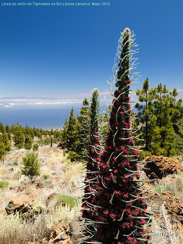 Tajinastes2010.jpg - Línea de unión de Tajinastes en flor y pinos canarios. Mayo 2010.