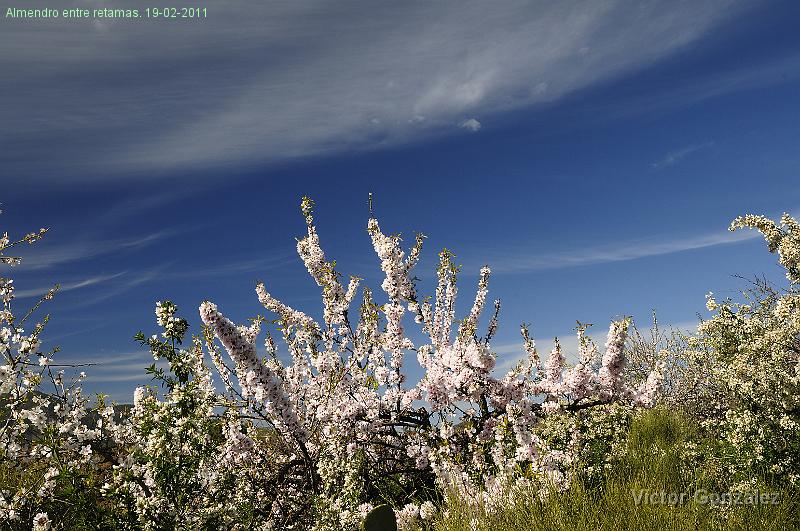AlmedroFull19022011.jpg - Almendro entre retamas. 19-02-2011