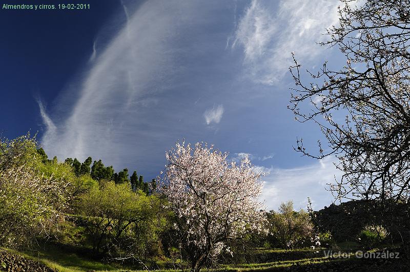 AlmendroCirros19022011.jpg - Almendros y cirros. 19-02-2011