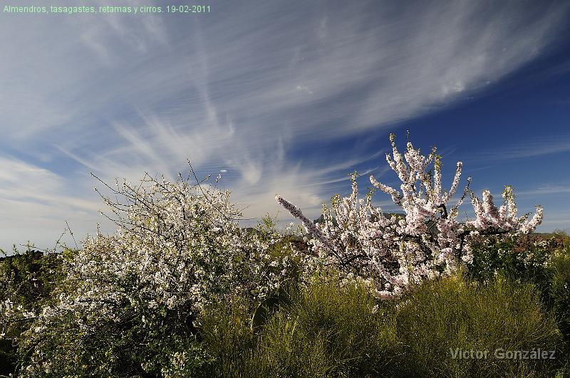 AlmendroRetama1902011.jpg - Almendros, tasagastes, retamas y cirros. 19-02-2011