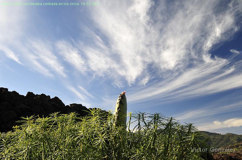 Penca2-19022011.jpg - Penca entre una tabaiba centrada en los cirros. 19-02-2011