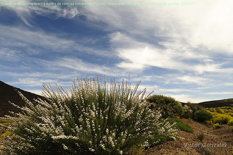 Retama1-29052011.jpg - Ejemplar de retama blanca dentro de cenizas volcánicas. Pueden observarse las inflorescencias en las puntas. 29052011