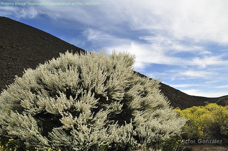 Retama2-29052011.jpg - Retama Blanca "Spartocytisus supranubius" en Flor. 29052011