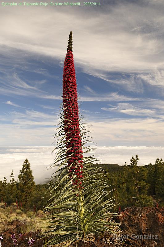 Tajinaste-29052011.jpg - Ejemplar de Tajinaste Rojo "Echium Wildpretti". 29052011