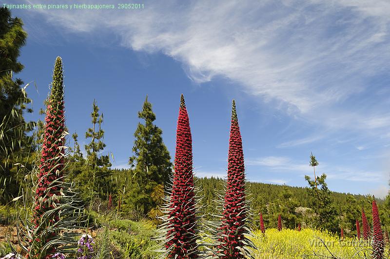 Tajinastes1-29052011.jpg - Tajinastes entre pinares y hierbapajonera. 29052011