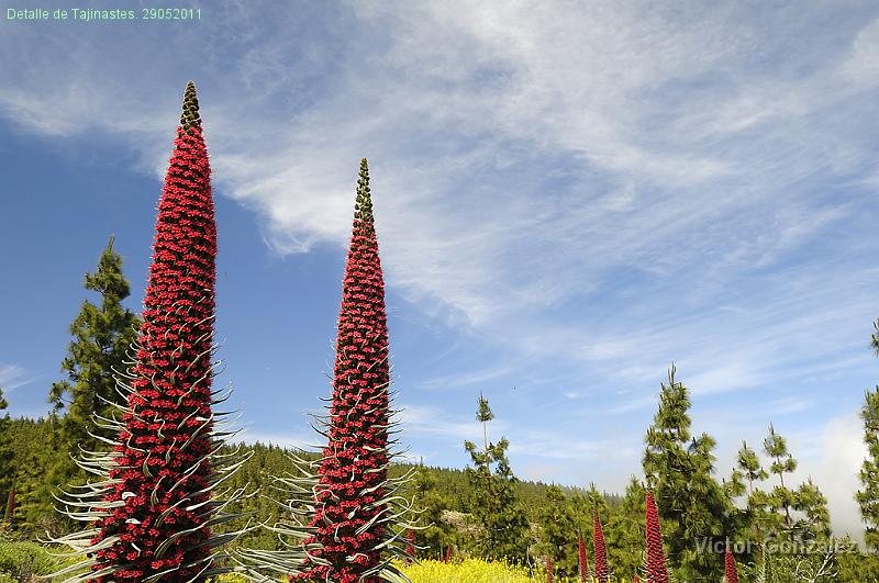 Tajinastes2-29052011.jpg - Detalle de Tajinastes. 29052011