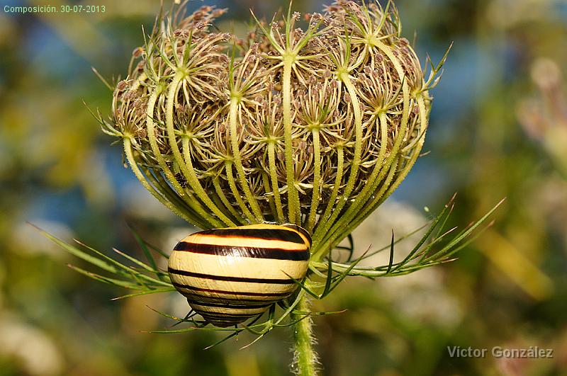 Composicion30072013.jpg - Composición. 30-07-2013
