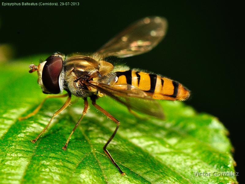 EpisyrphusBalteatus29072013.jpg - Episyrphus Balteatus (Cernidora). 29-07-2013