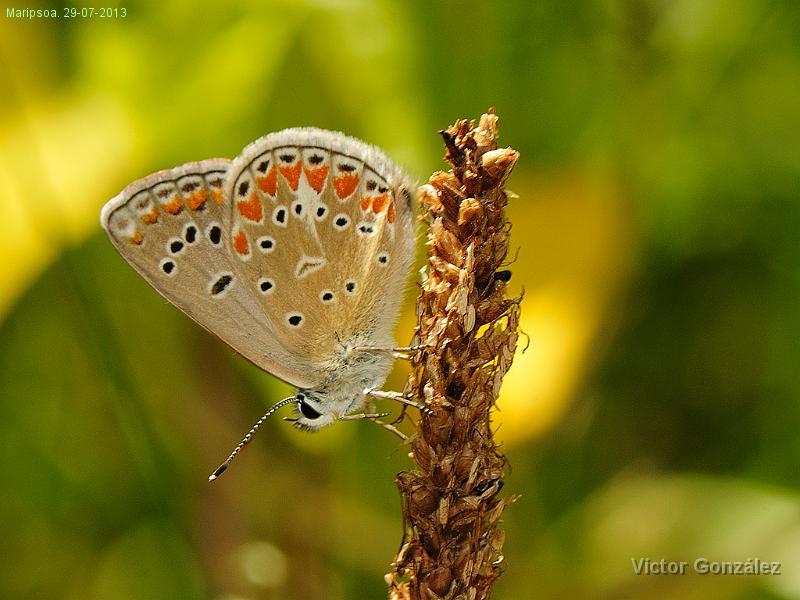 Mariposa29072013.jpg - Maripsoa. 29-07-2013