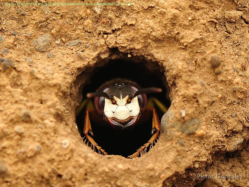 PhilantusTriangulum2.jpg - Lobo de Abejas (Philantus Triangulum) saliendo de su nido/túnel. 06-10-2013