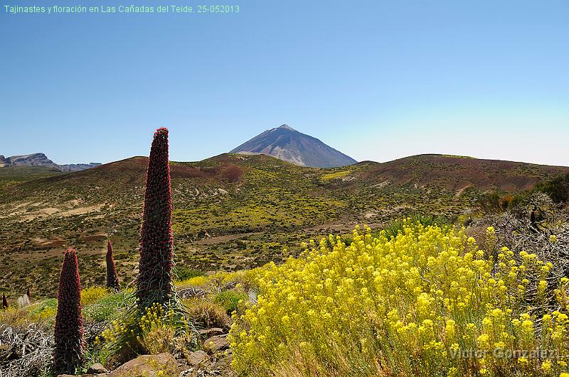 Tajinastes1-25052013.jpg - Tajinastes y floración en Las Cañadas del Teide. 25-052013