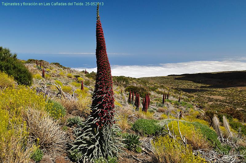Tajinastes2-25052013.jpg - Tajinastes y floración en Las Cañadas del Teide. 25-052013