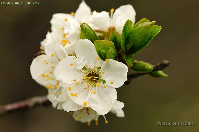 FlorCiruelo130032014.jpg - Flor del Ciruelo. 30-03-2014