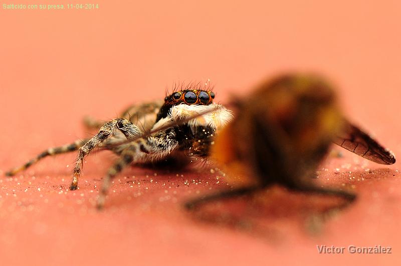 Salticido11042014.jpg - Salticido con su presa. 11-04-2014